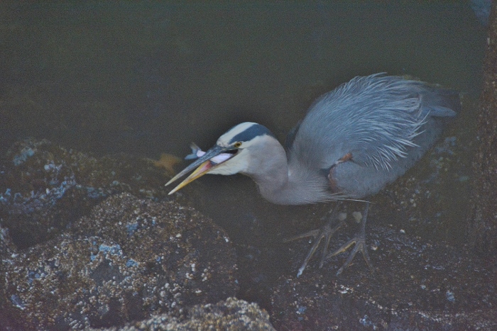 great blue heron in pilings with fish